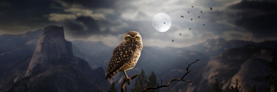 Lechuzas y mariposas