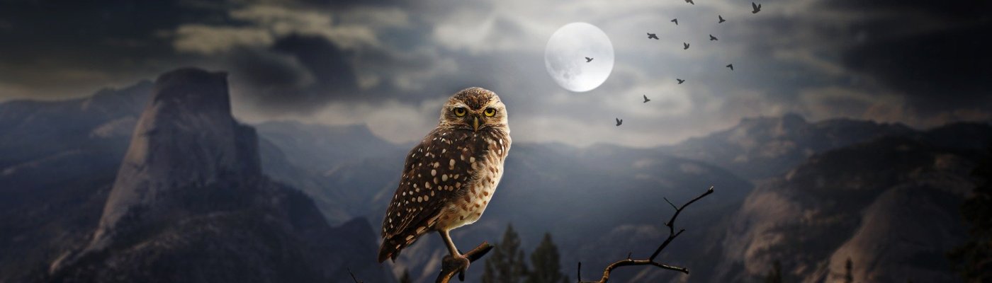 Lechuzas y mariposas