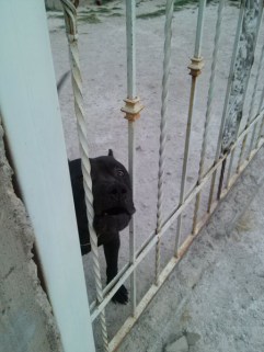 Feroz Mascota Fot Rhafhaell