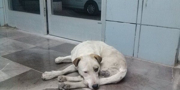 Callejero en Central de Autobuses Chih Fot Rhafhaell