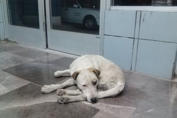 Callejero en Central de Autobuses Chih Fot Rhafhaell