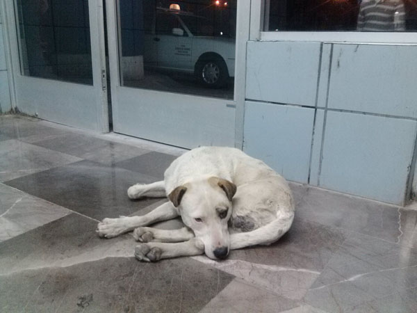 Callejero en Central de Autobuses Chih Fot Rhafhaell