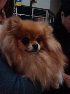 Mascota en Central de Autobuses Chih Fot. Rhafhaell