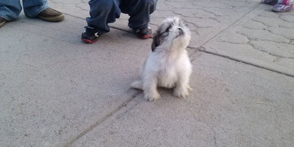 Mascota en Deportiva Chihuahua fotografía Rhafhaell