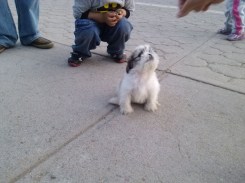 Mascota en Deportiva Chihuahua fotografía Rhafhaell