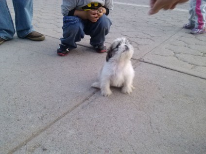Mascota en Deportiva Chihuahua fotografía Rhafhaell