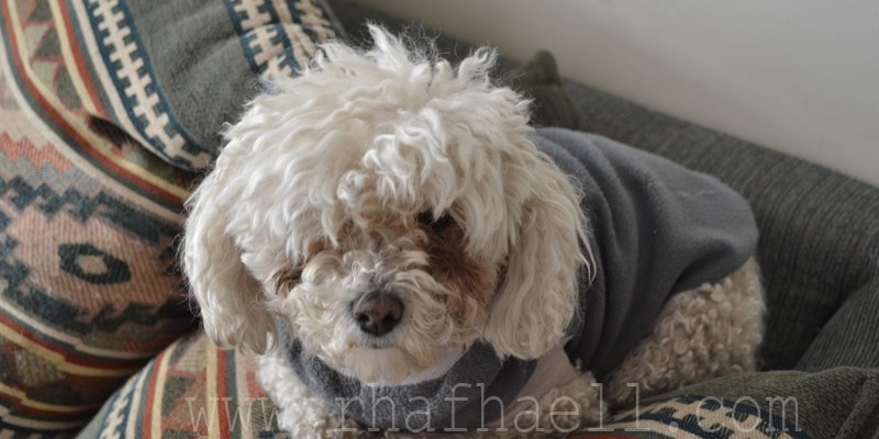 tombuctu vida de perro rhafhaell