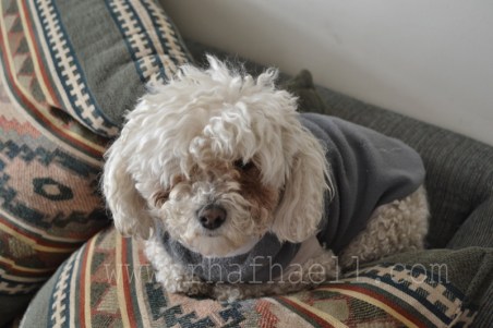 tombuctu vida de perro rhafhaell