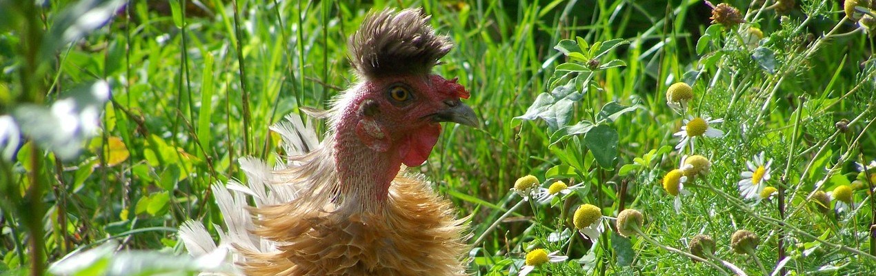 Gallina desplumada