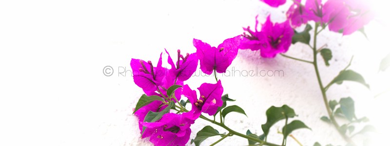 Vibrant en mi jardin por Rhafhaell