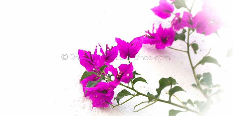 Vibrant en mi jardin por Rhafhaell