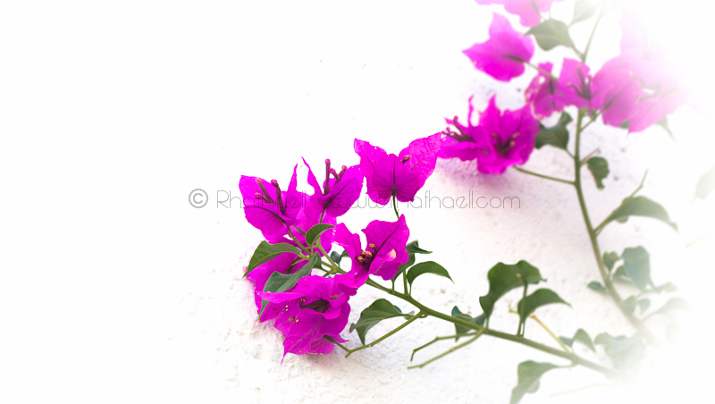 Vibrant in my&nbsp;garden