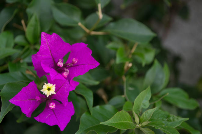 colores_Del_jardin_rhafhaell_09