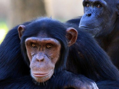 Inquietudes bestiales