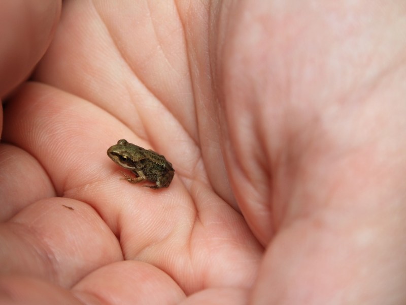 La indiferencia de las ranitas me hace&nbsp;llorar